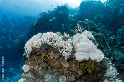 Scuba diving Cozumel reefs and animals 