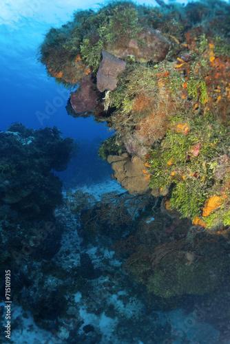 Scuba diving Cozumel reefs and animals  © Richard