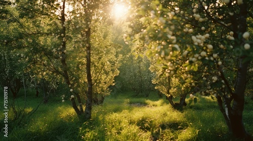  the sun shines through the trees in a grassy area with a pond in the middle of the grass and trees on either side of the path.