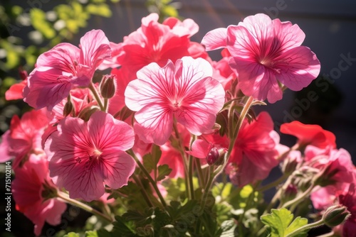  a bunch of pink flowers that are blooming in a vase on a window sill in front of a house.