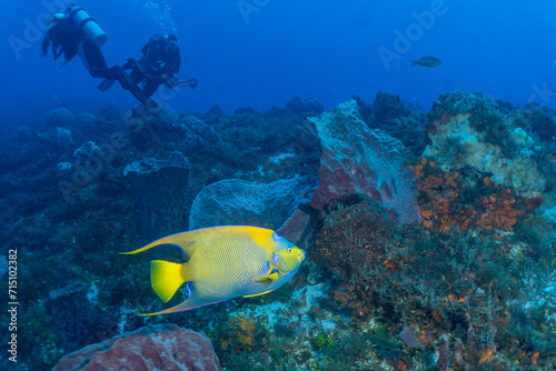 Scuba diving Cozumel reefs and animals 