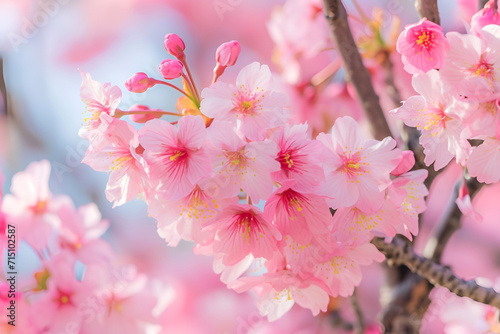 Blurred spring background with cherry blossoms in delicate pink hues. Soft cherry bloom against blue sky, defocused spring flowers. Pastel pink cherry flowers, springtime banner