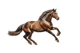 Majestic horse galloping, isolated on a transparent background