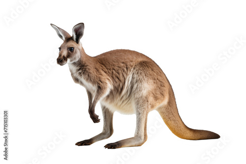 Kangaroo standing isolated on transparent background