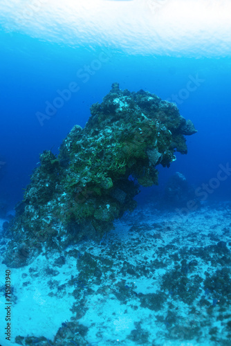 Scuba diving Cozumel reefs and animals 