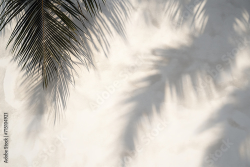 Dramatic Shadows of Palm Fronds on White Wall, Striking shadows of palm fronds against a white wall, evoking a sense of tropical elegance photo