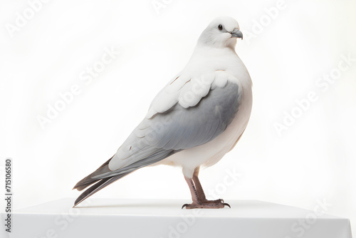 Wallpaper Mural dove on white Torontodigital.ca