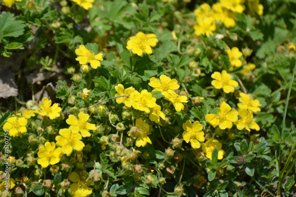 In nature grows potentilla