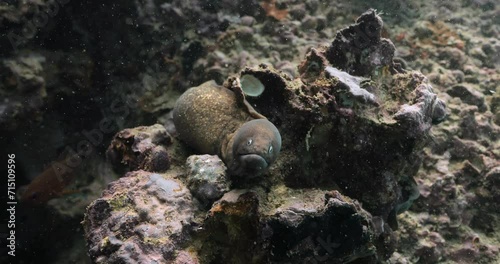 Very close shot of the white eyed moray creature staring at the diver. photo