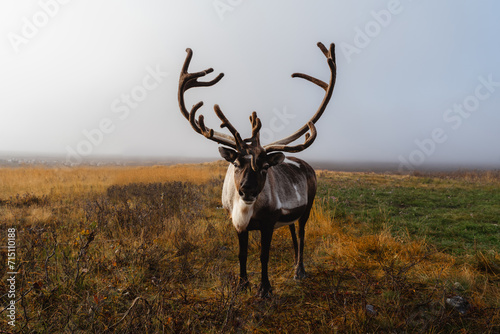 Portrait of Northern reindeer (Rangifer tarandus) with massive antlers in autumn tundra.