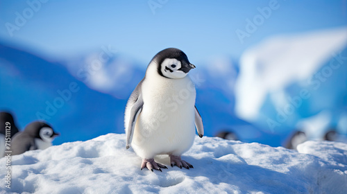 portrait of a baby penguin © Aliverz