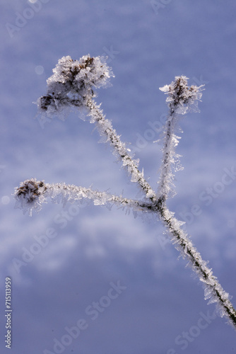 Schnee und Eiskristalle an vertrockneten Blütenständen © etfoto