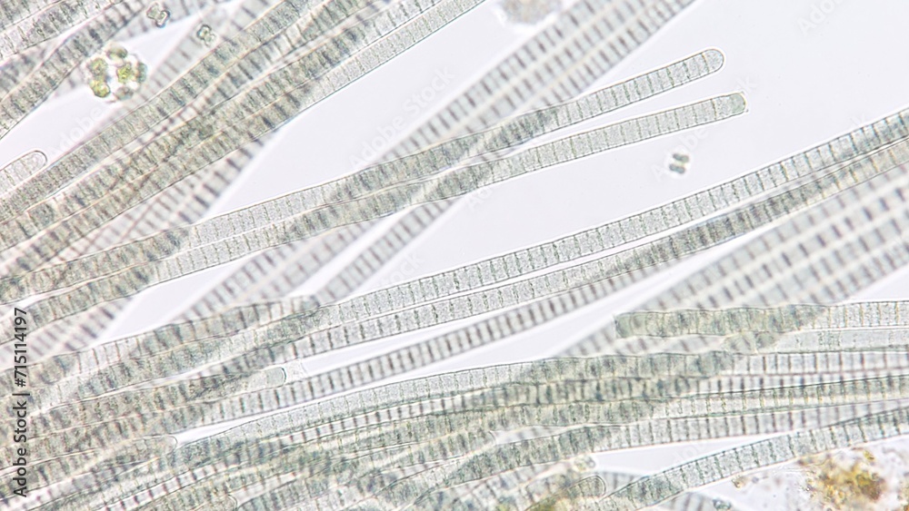 Obraz premium Freshwater cyanobacteria, Oscillatoria sp. Fresh sample. 920x magnification. Selective focus image