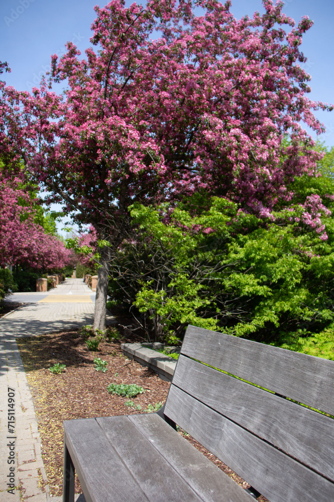 Bench in a park during springtime