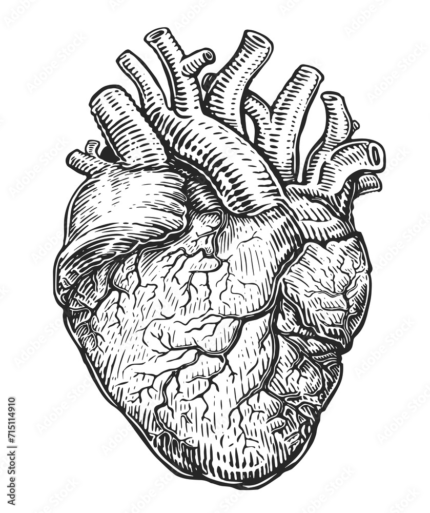 Obraz premium Anatomical human heart. Hand drawn sketch illustration in vintage engraving style