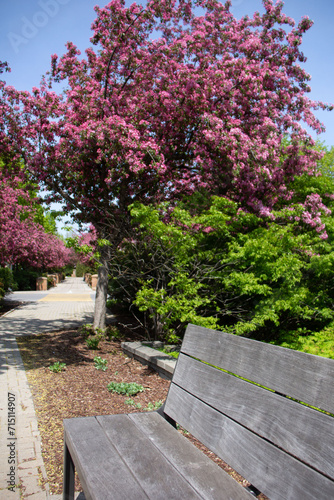 Bench in a park during springtime