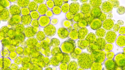 Algae blooming under light microscope