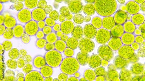 Algae blooming under light microscope