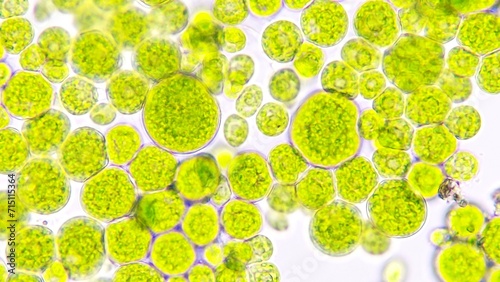 Obraz na plátně Algae blooming under light microscope