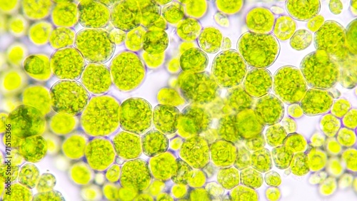 Algae blooming under light microscope