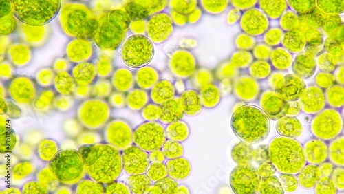 Algae blooming under light microscope