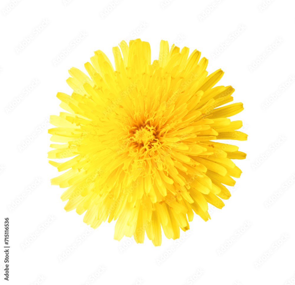 Yellow flowers of the dandelion Yellow flowers of the dandelion