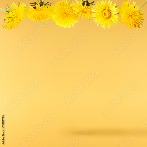 Fototapeta Naklejka Na Ścianę i Meble -  Yellow flowers of the dandelion