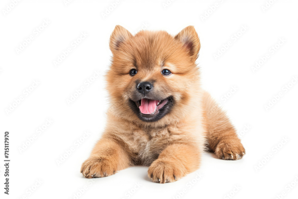 Closeup Full Body Photograph of a Happy Chow Puppy Lying Down with a Playful Smile, Isolated on a Solid White Background Closeup Full Body Photograph of a Happy Chow Puppy Lying Down with a Playful Smile, Isolated on a Solid White Background