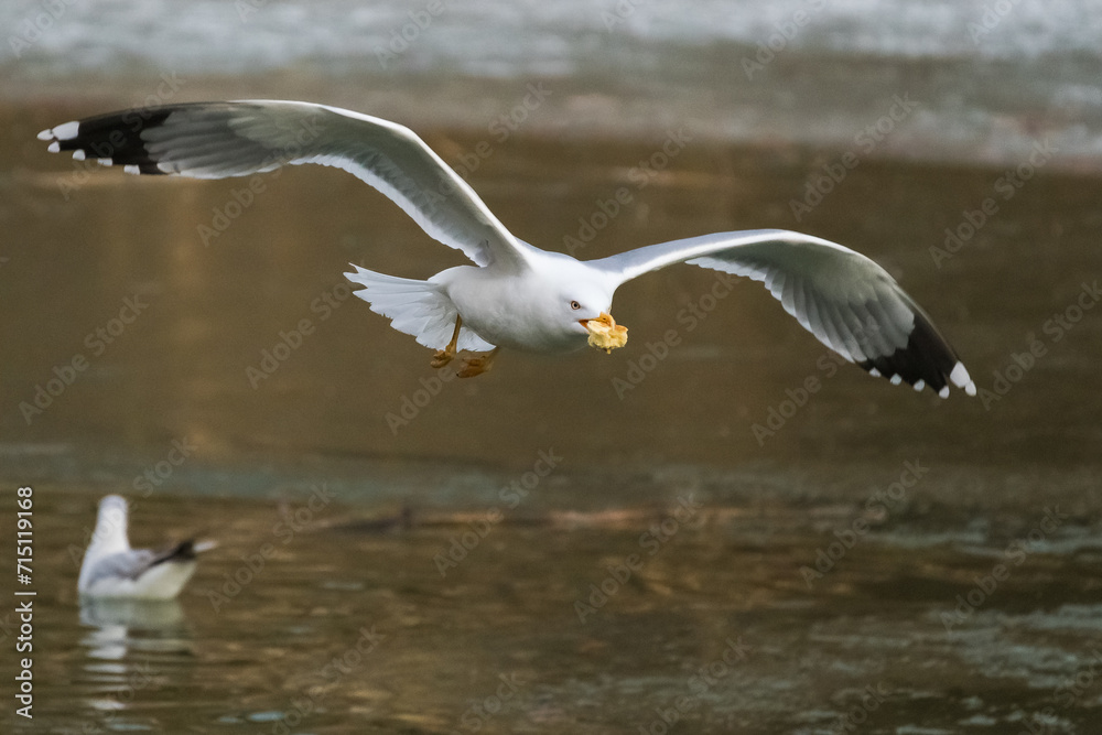 A White Seagull is Gracefully Flying above the Frozen Lake with a Piece of Bread in Its Beak A White Seagull is Gracefully Flying above the Frozen Lake with a Piece of Bread in Its Beak
