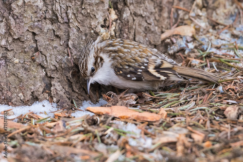 An Eurasian Treecreeper (Certhia Familiaris) is Searching for Its Daily Meal near the Trunk of an Old Tree Covered by Snow Spots