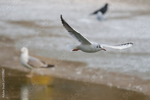 A White Seagull is Flying above the Frozen Lake while Its Companions are Waiting for Some Food to be Thrown by Park Visitors