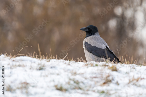 A Hooded Crow Is Hiding Behind a Hill Covered by Snow in Mid-Winter