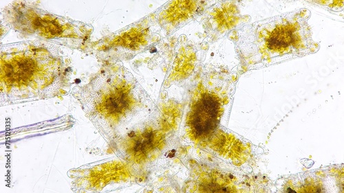 Marine diatom, Biddulphia sp. 800x magnification. Live cell. Selective focus image