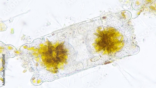 Marine diatom, Biddulphia sp. 2120x magnification. Live cell. Selective focus image