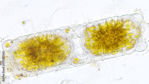 Marine diatom, Biddulphia sp. 2120x magnification. Live cell. Selective focus image photo