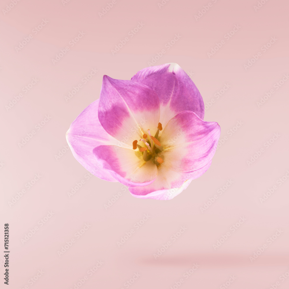 Obraz premium Fresh purple crocus isolated