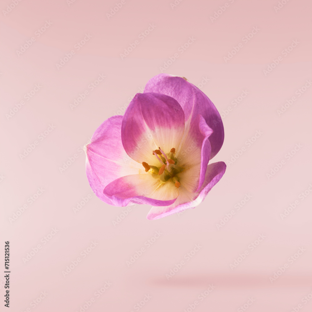 Naklejka premium Fresh purple crocus isolated