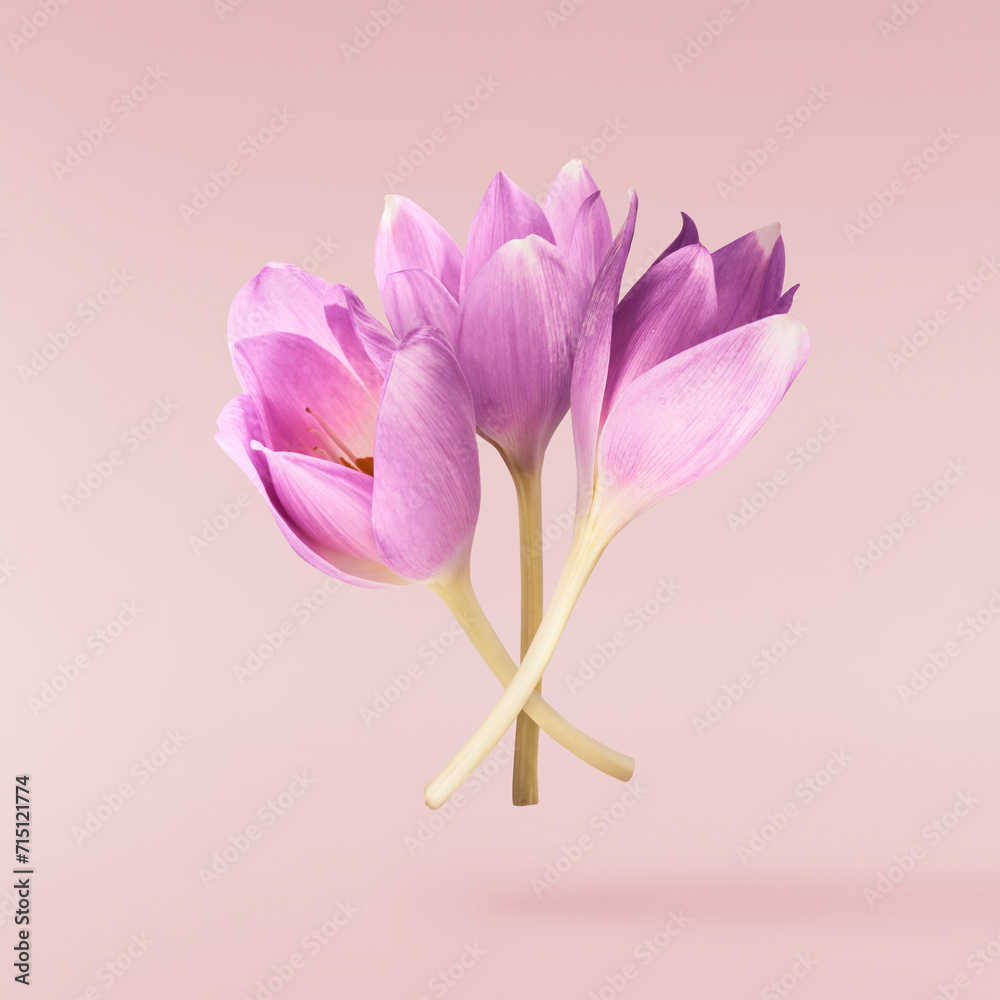 Fototapeta premium Fresh purple crocus isolated