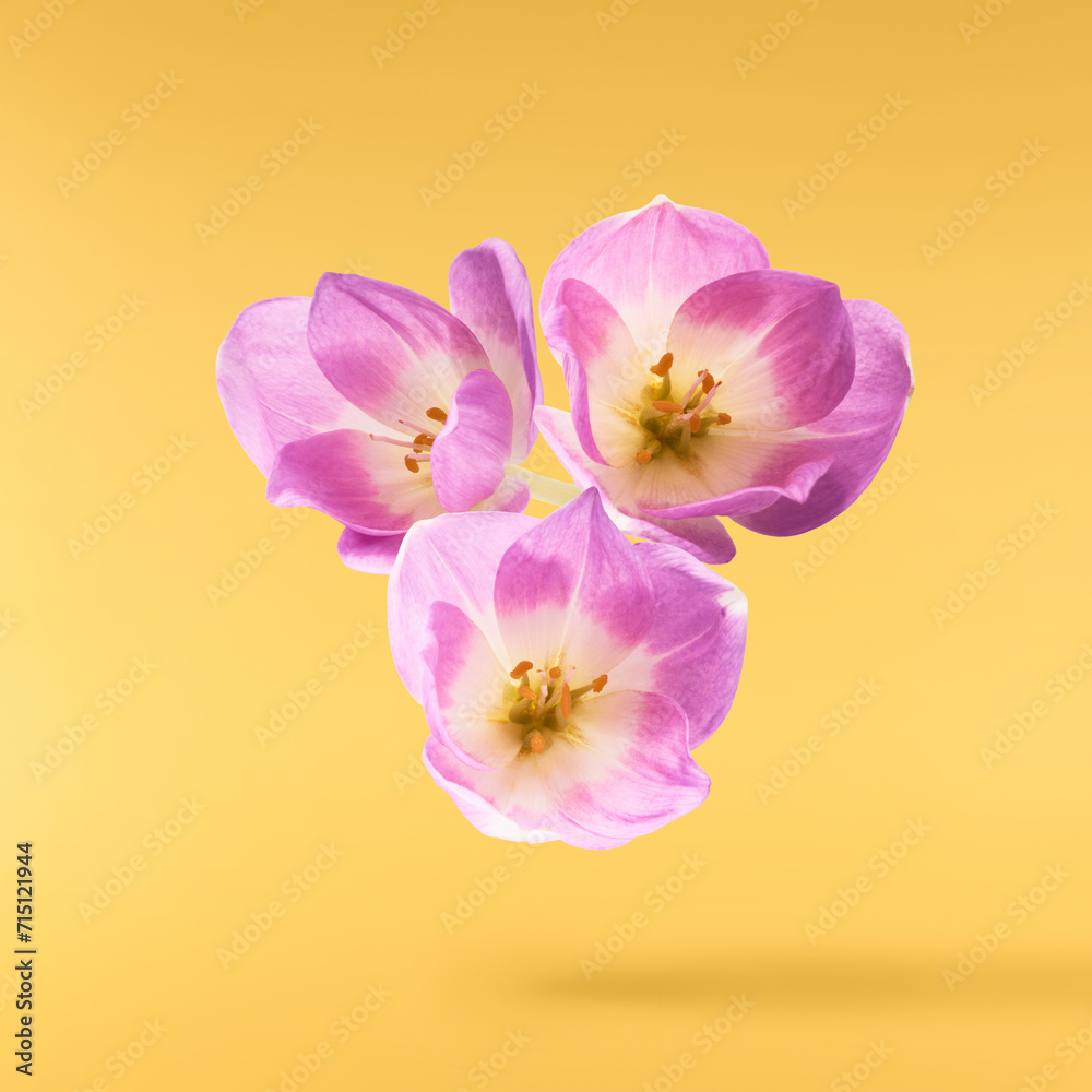 Obraz premium Fresh purple crocus isolated