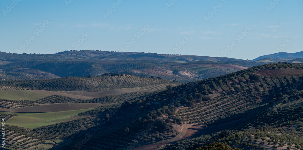 Andalusian agricultural landscape with olive groves on hills