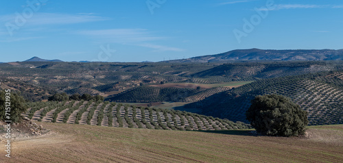Andalusian agricultural landscape with olive groves on hills