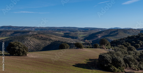 Andalusian agricultural landscape with olive groves on hills