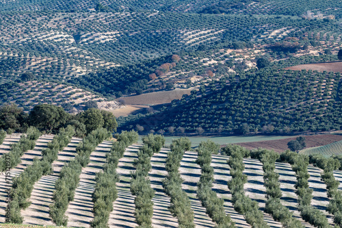 Andalusian agricultural landscape with olive groves on hills