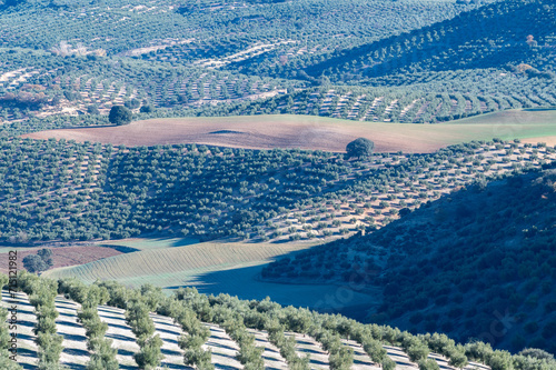 Andalusian agricultural landscape with olive groves on hills