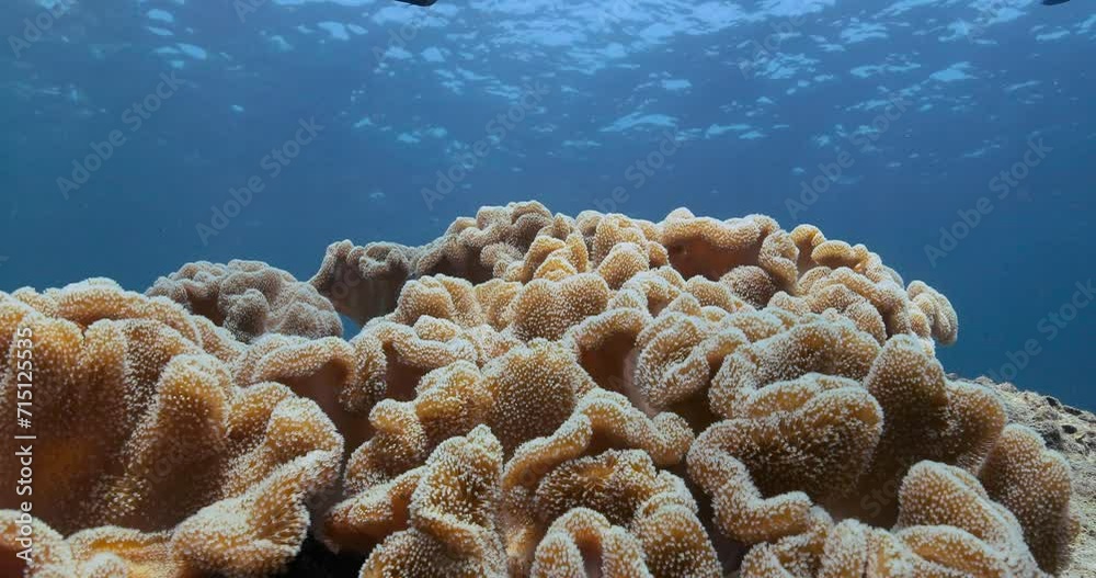Elephant Ear Coral" Images  Browse 37 Stock Photos, Vectors, and Video |  Adobe Stock