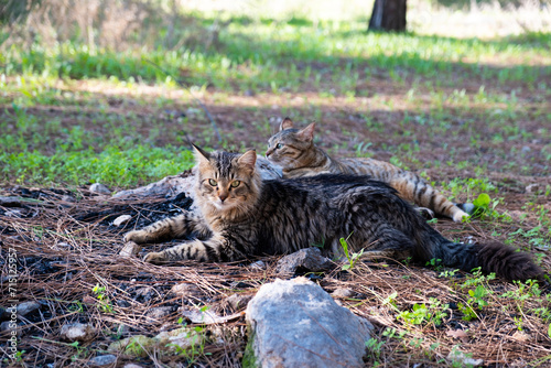 Two tabby cats relax on a forest bed in Beit Shemen, one looking left, the other right, in natural Israel setting... photo