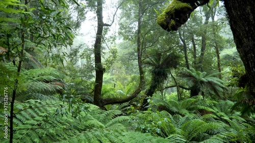 Rain falling in a temperate rainforest full of ferns and trees in Cape Otway, Australia photo