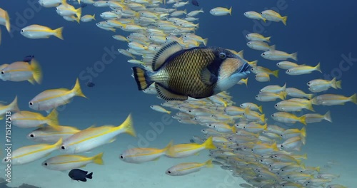 Wallpaper Mural Large titan triggerfish swimming between a group of bigeye snappers. Torontodigital.ca