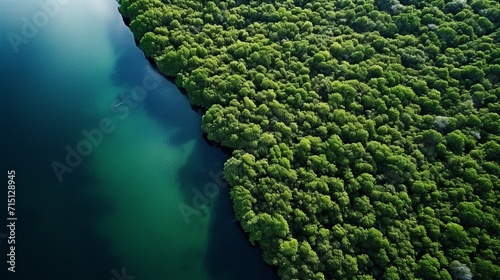 aerial view of a forest near a river
