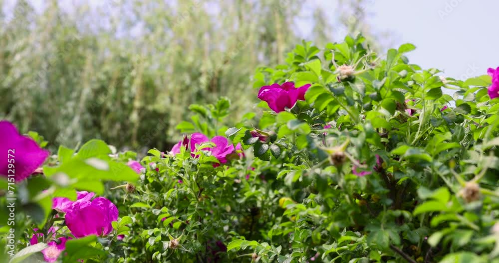beautiful red rosehip flowers during flowering, wild rosehip bush with red-tinged flowers beautiful red rosehip flowers during flowering, wild rosehip bush with red-tinged flowers